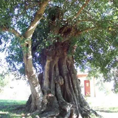 Villa R. De Portela Da Nave - 3 Loulé